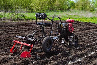 Gasoline walk-behind tractor bury potatoes in soil on potato plantation