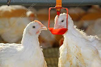 Two chickens are drinking water, in a chicken farm