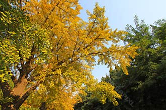 Ginkgo tree in the fall in a college campus in china