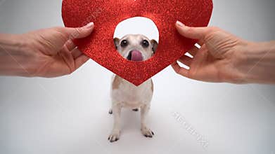 Dog with red sparkling heart shape decoration.