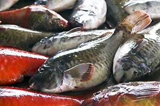 Parrotfish in the market