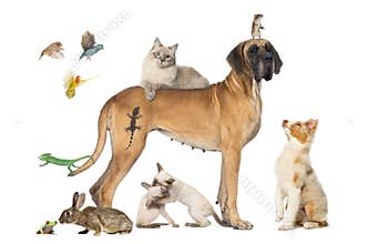 Group of pets together