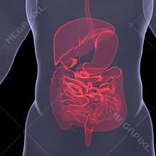 X-Ray picture of a person. Sore digestion