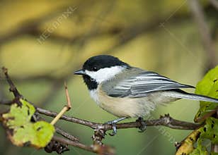 Black-capped Chickadee