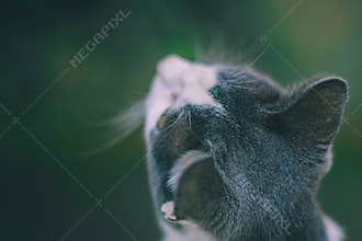 cat on street on day light