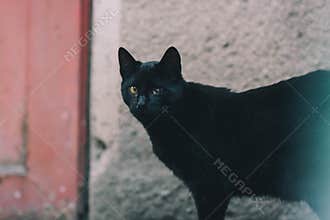 cat on street on day light