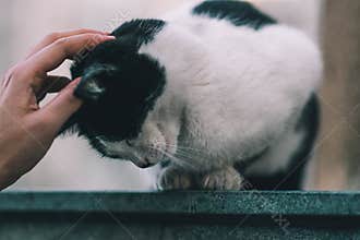 cat on street on day light