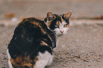 cat on street on day light