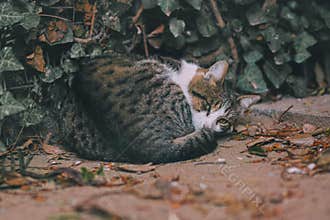 cat on street on day light