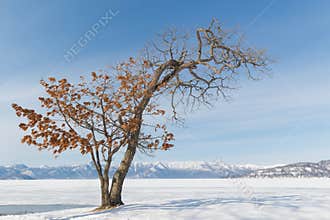 Oak tree with orange leaves by frozen lake
