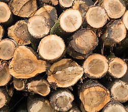 End of cut logs