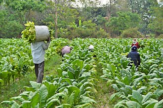 Tobacco plant and farmer in farm