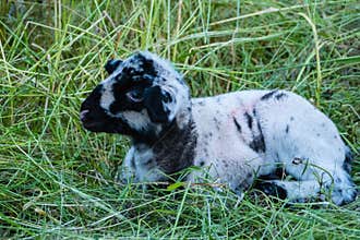 Lamb laying in green Grass