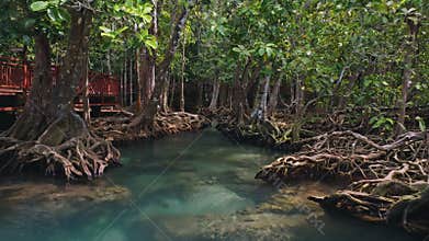 Aerial flying through mangrove forest with clear water stream, Krabi, Thailand