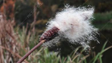 Fluffy fuzzy Cattails close-up on autumn river