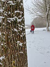 a snow-covered tree trunk on the background of the Dnieper River