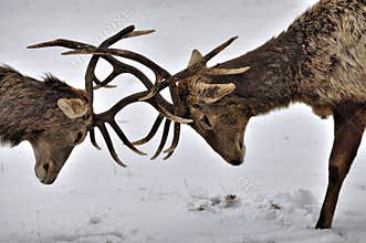 Fighting deers