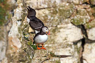 Atlantic Puffin - Fratercula arctica on a cliff face ledge.