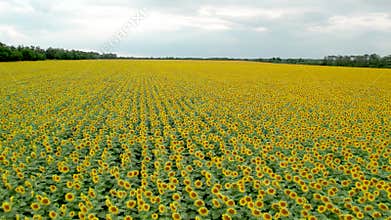 ?erial view of sunflower field. Agriculture. Aerial view of sunflowers