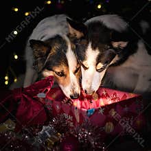 Christmas gift surprise for the dogs