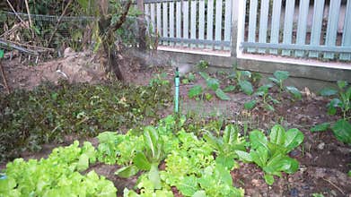 Sprinkler watering vegetables salad.