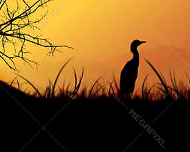 Bird In the Grass