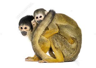 Side view of mother and baby Black-capped squirrel monkey on its back, Saimiri boliviensis