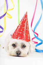 Party Animal