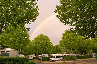 Camper vans and trees