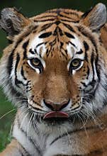 Tiger licking mouth