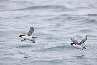 The ancient murrelet (Synthliboramphus antiquus) in Japan