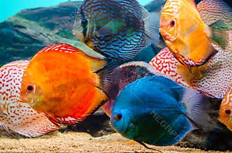 Colorful discus fish