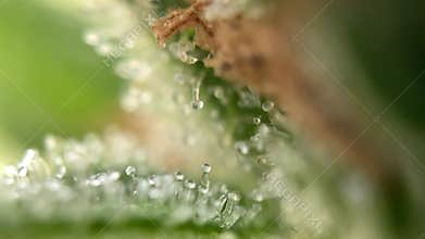 Great Marijuana Close up capturing the delicate dewdrops on cannabis trichomes