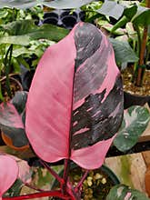 Beautiful pink and black leaf of Philodendron Pink Princess, a popular houseplant