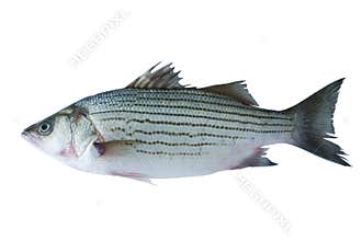 Sea bass