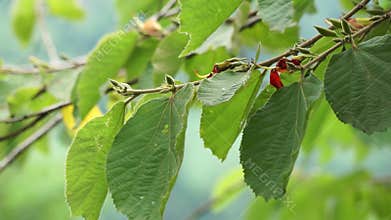 Helicteres isora (Indian screw tree, Idampiri valampiri, kayu ules, Samunpra pai ka bid, Modi modika, ulet ulet)