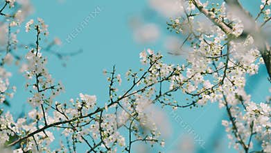 Spring Blossom Trees Happy Easter. White Flowers. Soft White Colored Bloom Flowers.
