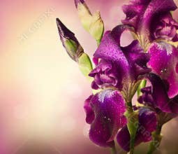 Iris Flowers Art Design