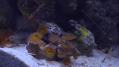 green mouth moon palythoa colony, soft coral polyp move head in flow, absorb dissolved organic matter, popular pet animal in nano