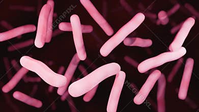 Mycobacterium tuberculosis also known as Koch\'s bacillus