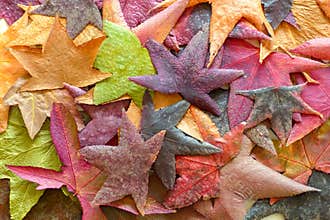 Autumn leaves color range