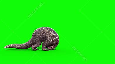 Pangolin Attacks Green Screen Side 3D Rendering Animation 4K