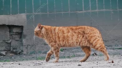 Stray Beaten Ginger Cat Moves near Urban Buildings in Slow Motion