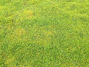 Top veiw, Abstract blurred artificult turf green seamless texture for design, grass feild background, stadium floor