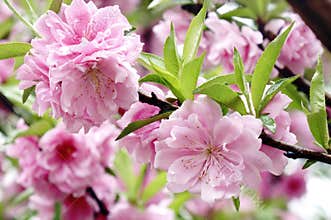 The peach blossoms are in full bloom in April.