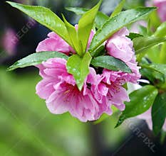 The peach blossoms are in full bloom in April.