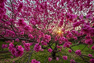 Colorful peach blooming, spring sunset
