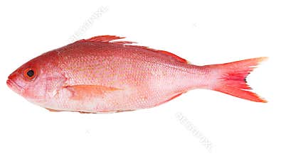 Red Snapper