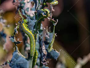 Macro photography of clouded yellow butterfly caterpillars