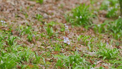 First Spring Forest Flowers. Dentaria Bulbifera. Cardamine Bulbifera In The Forest In Blooming Time.